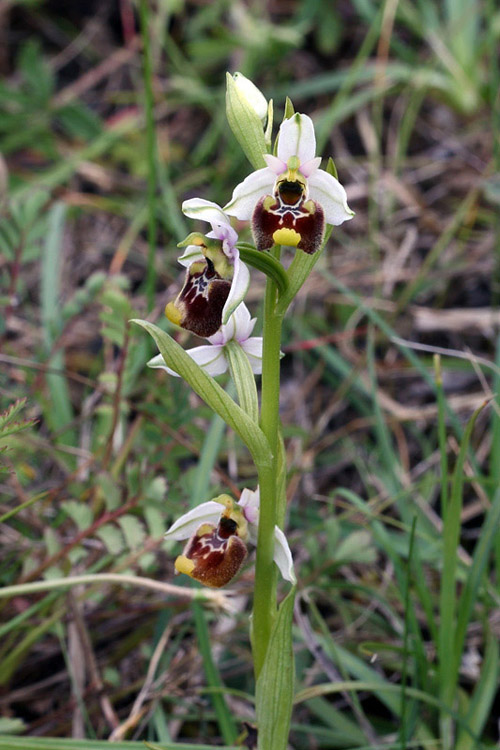1m-ophrys-holosericea subsp. annae.jpg