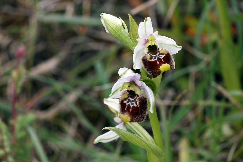 3m-ophrys-holosericea subsp. annae.jpg