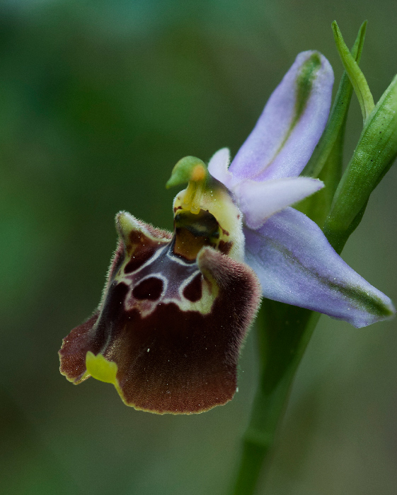 Apulica-camastra-5.jpg