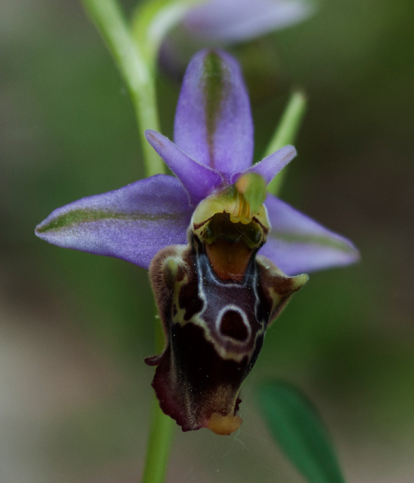 Apulica-camastra-3.jpg