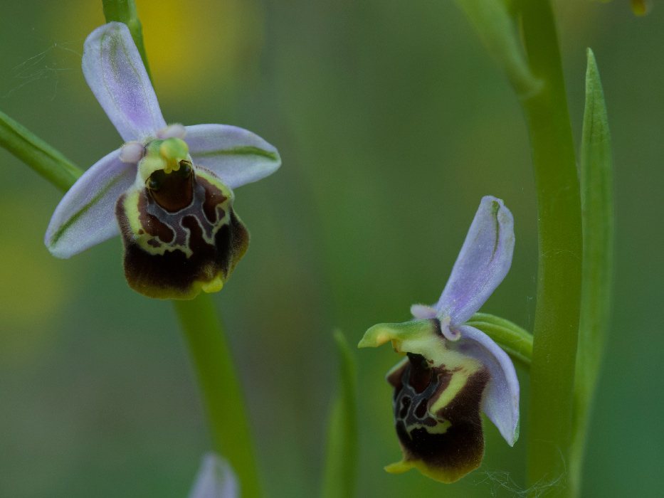 Gracilis--camastra-8.jpg