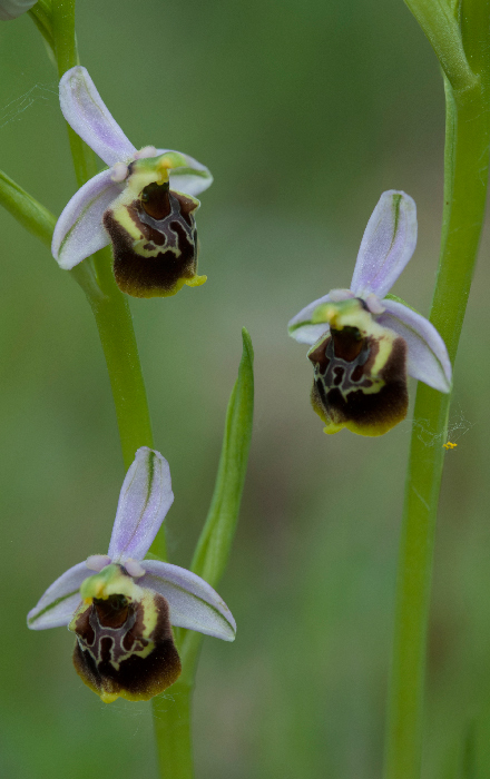 Gracilis--camastra-5.jpg
