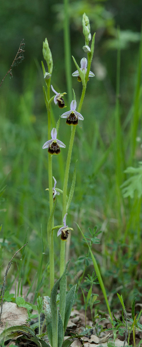 Gracilis--camastra-2.jpg