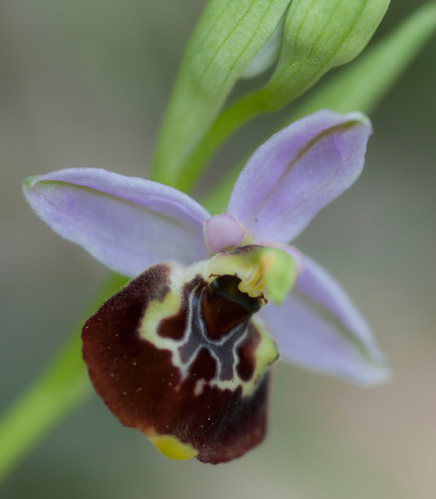 Gracilis--camastra-1.jpg