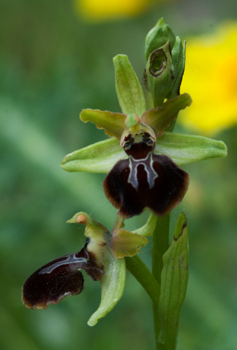 Op-pseudoatrata-camastra-3.jpg