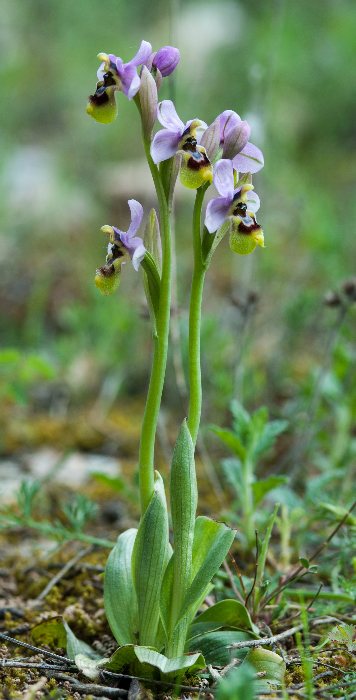 neglecta-camastra-2.jpg