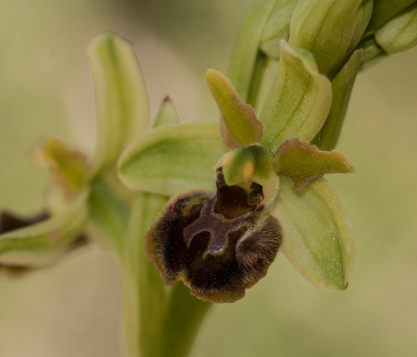 spheg-gruppo-1---Copia.jpg