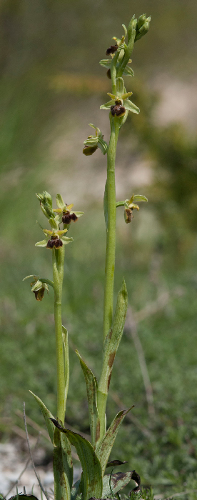 spheg-gruppo-0---Copia.jpg