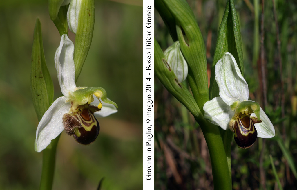 Ophrys-apifera-3.jpg