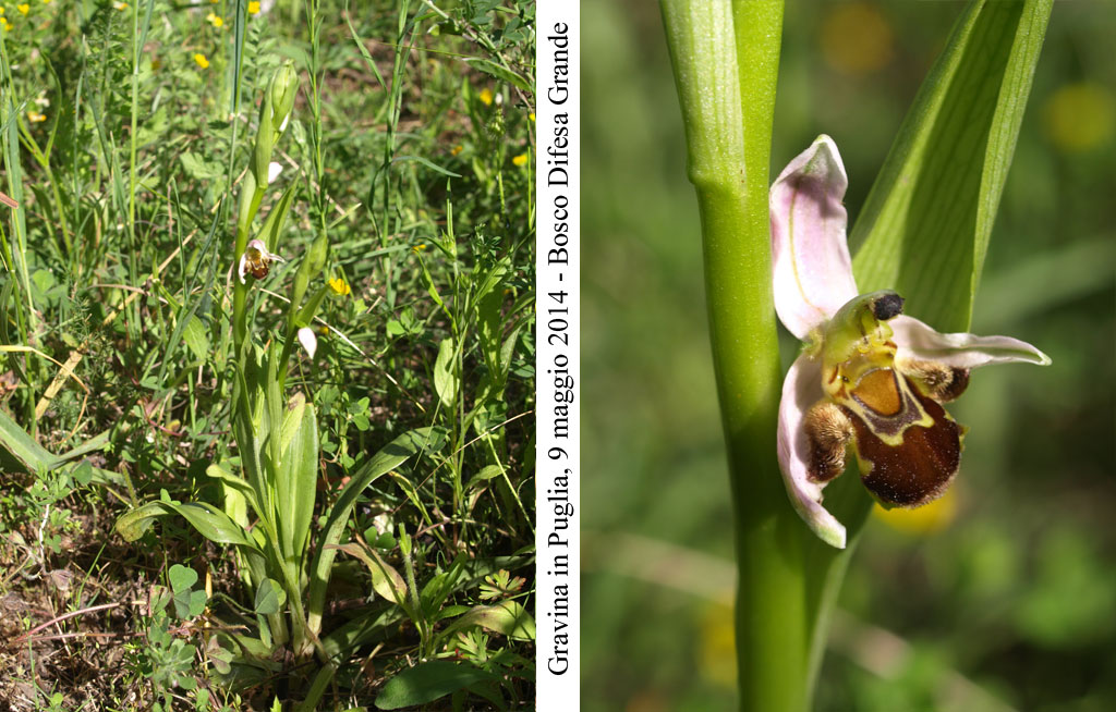 Ophrys-apifera-2.jpg