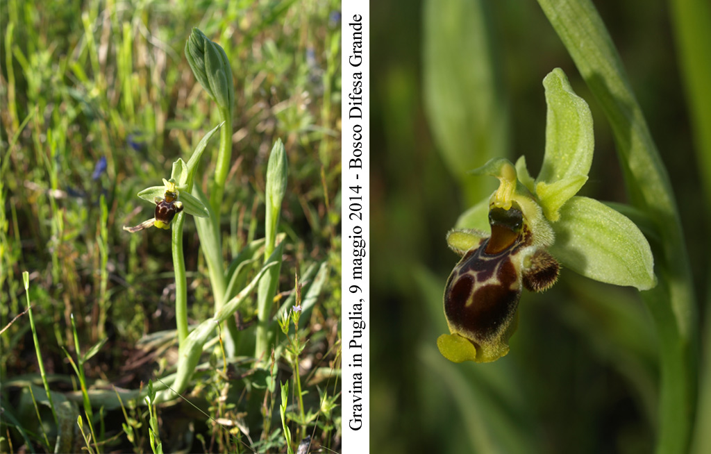Ophrys-conradiae.jpg