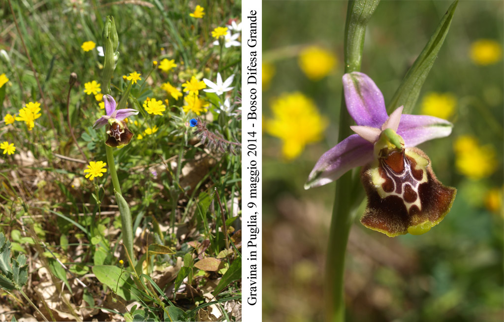Ophrys-cinnabarina.jpg