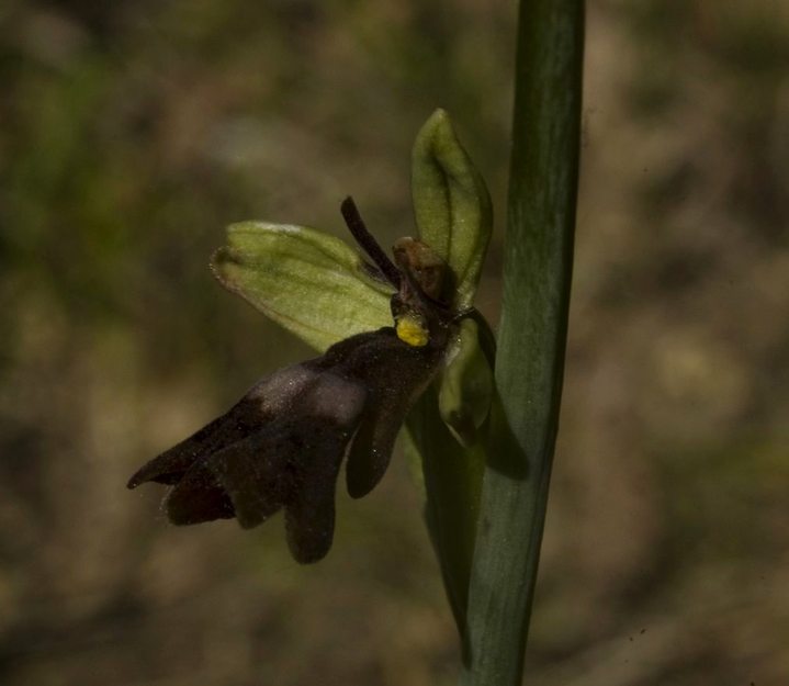 DSC_0039_4.jpg
