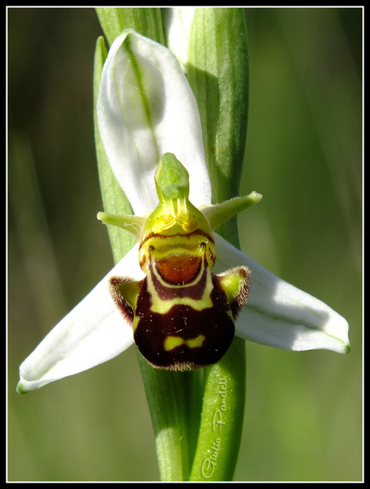 DSCF4170.jpg