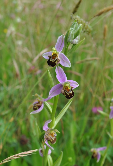 canip 11 05 2014 022.jpg