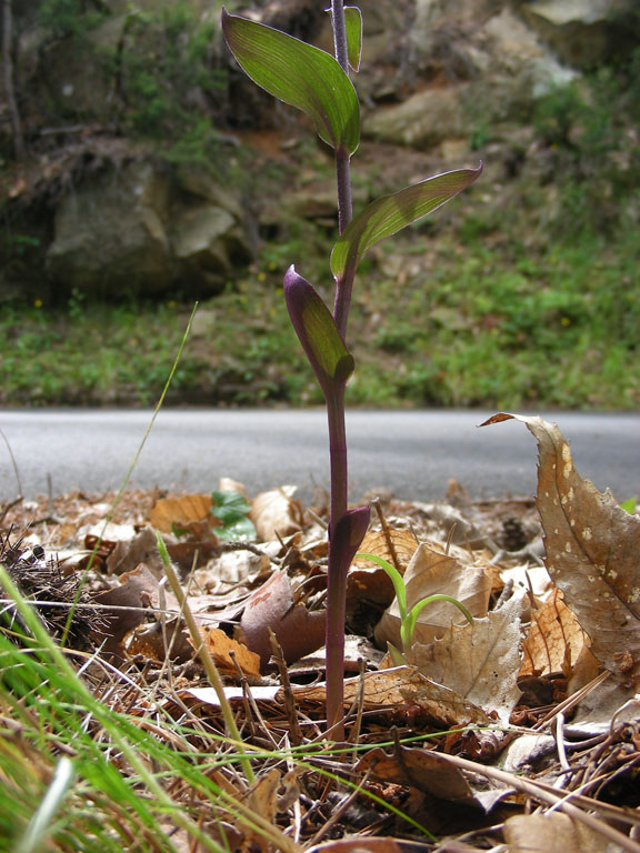 3 Ceriana 09062007.jpg