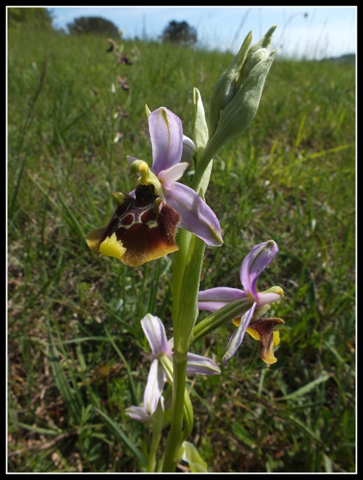 DSCF3906.jpg