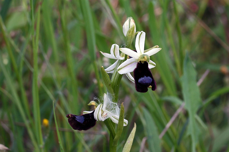 1m-ophrys-bertolonii subsp. benacensis.jpg