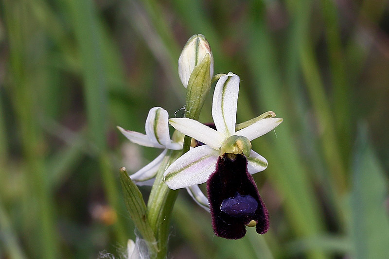 2m-ophrys-bertolonii subsp. benacensis.jpg