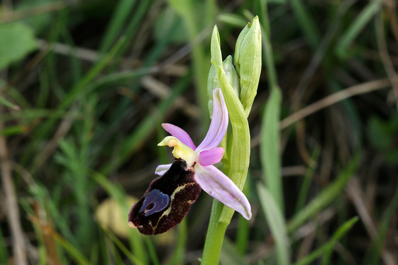 3m-ophrys-bertolonii subsp. benacensis.jpg