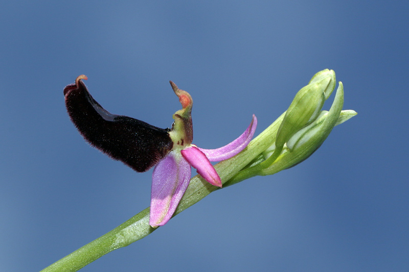 4m-ophrys-bertolonii subsp. benacensis.jpg