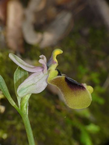 Op. normanni Marganai .JPG