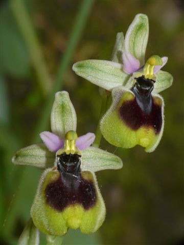 Oph. normanni Marganai .JPG