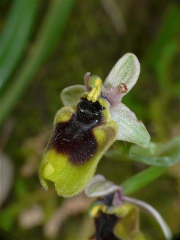 Oph. normanni Marganai .JPG