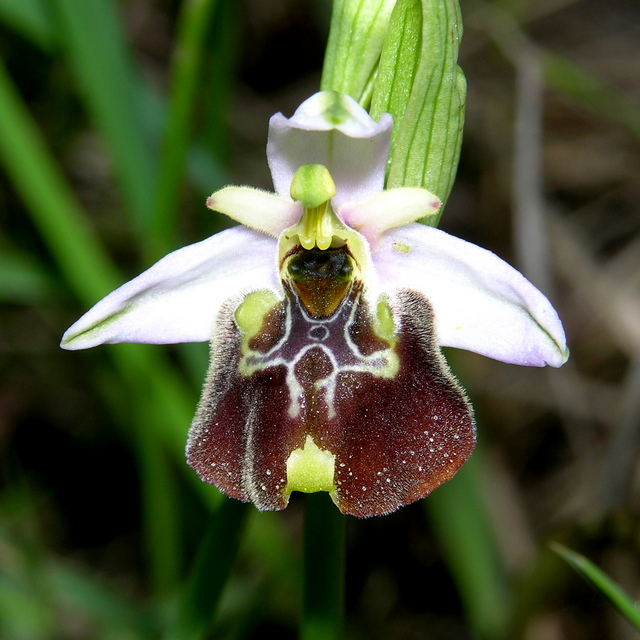 fuciflora (2).JPG