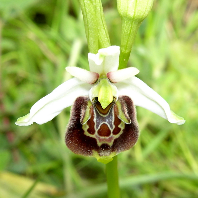 fuciflora (3).JPG