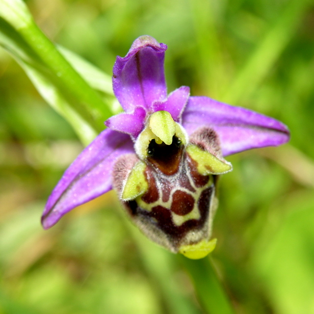 fuciflora (4).JPG