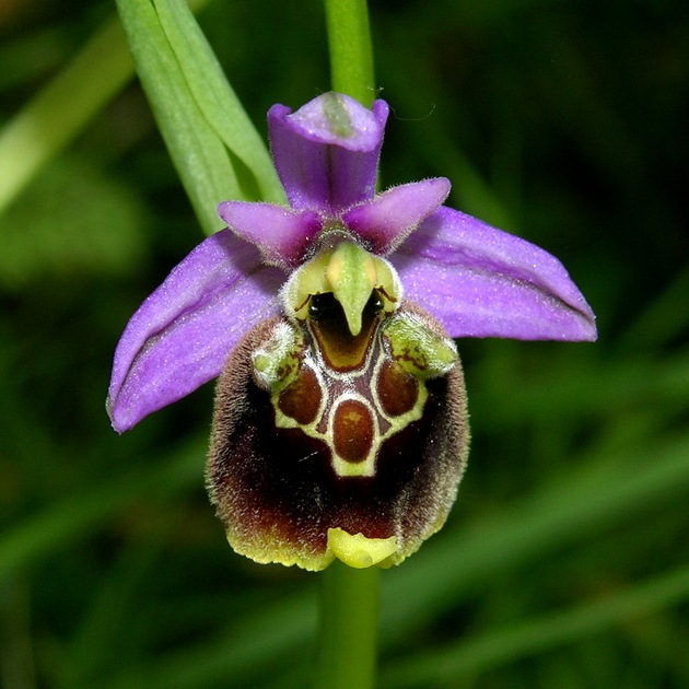 fuciflora (6).JPG