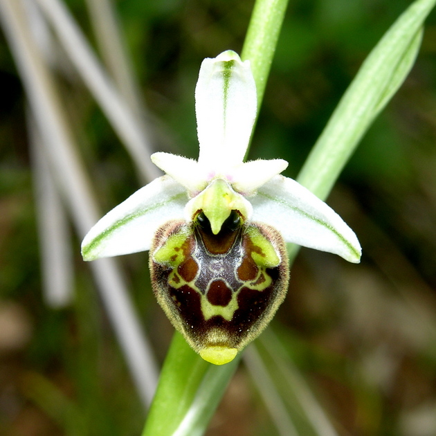 fuciflora (7).JPG
