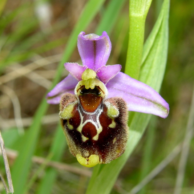 fuciflora (8).JPG