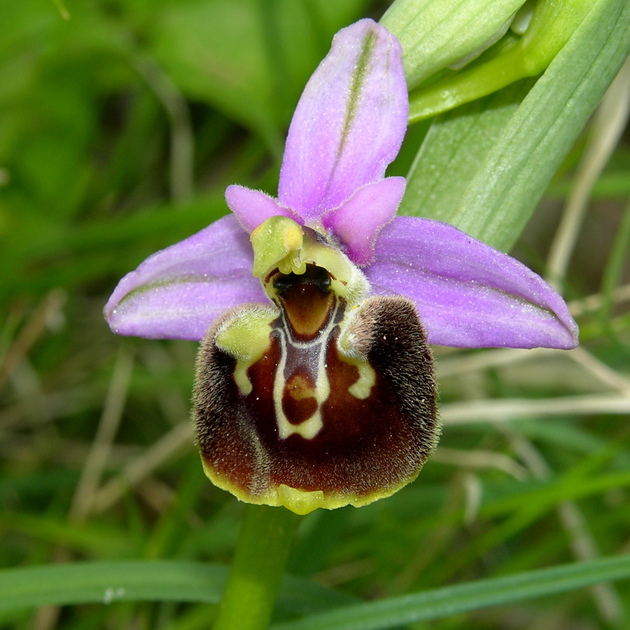fuciflora (9).JPG