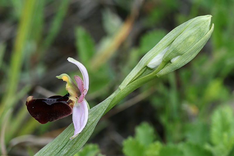 1m-ophrys-appennina x ophrys-bertolonii subsp. benacensis.jpg