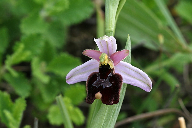 2m-ophrys-appennina x ophrys-bertolonii subsp. benacensi.jpg