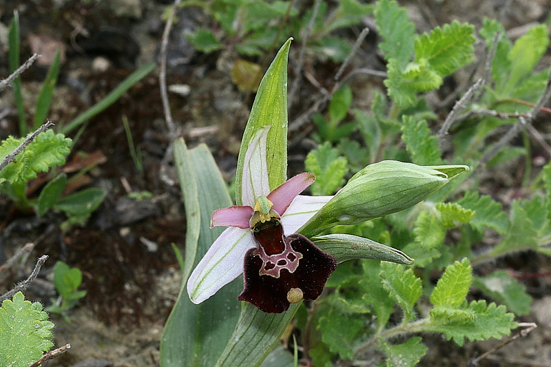 3m-ophrys-appennina x ophrys-bertolonii subsp. benacensis.jpg