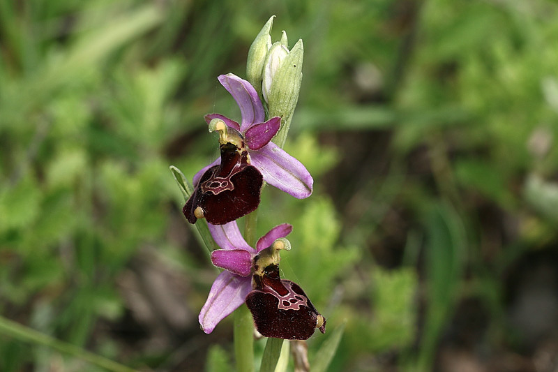 4m-ophrys-appennina x ophrys-bertolonii subsp. benacensis.jpg