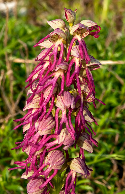 Orchis-x-bergonii-9176_80_2014.jpg