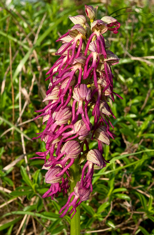 Orchis-x-bergonii-9151_54_2014.jpg