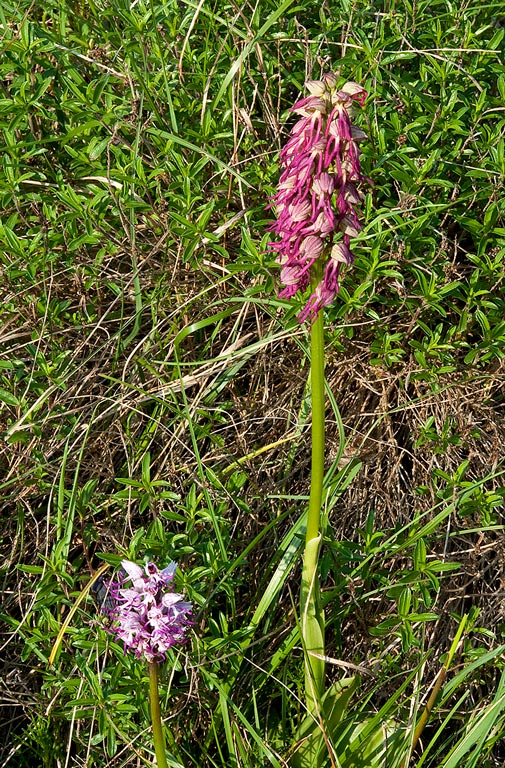 Orchis-x-bergonii-9147_50_2014.jpg