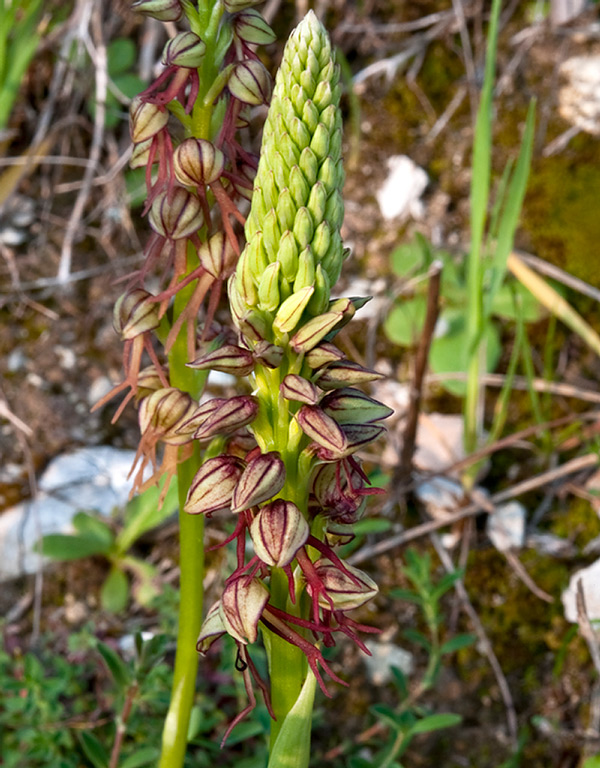 Orchis-anthropophora-9216_19g_2014.jpg