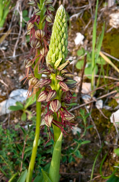 Orchis-anthropophora-9216_19_2014.jpg