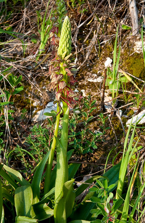 Orchis-anthropophora-9202_05_2014.jpg