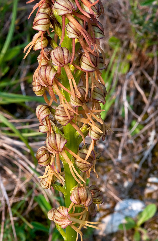 Orchis-anthropophora-9211_15_2014.jpg