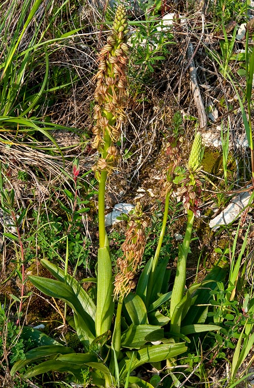 Orchis-anthropophora-9181_84_2014.jpg