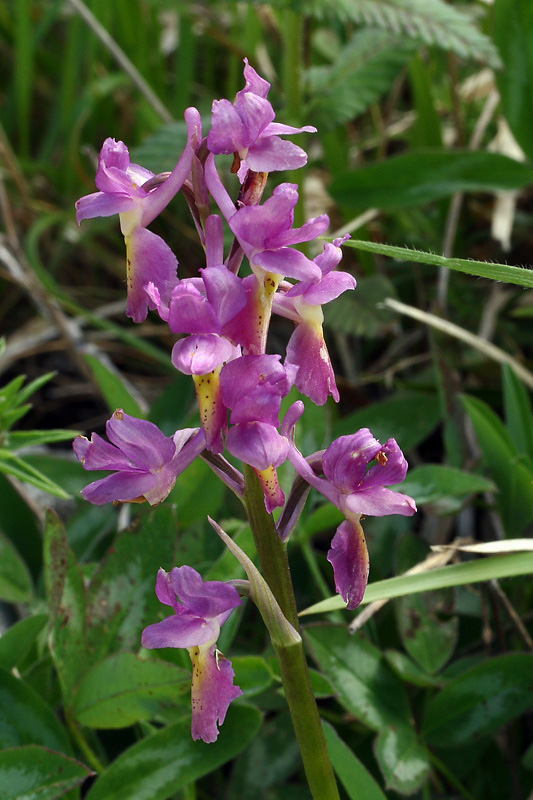1m-orchis x colemanii.jpg