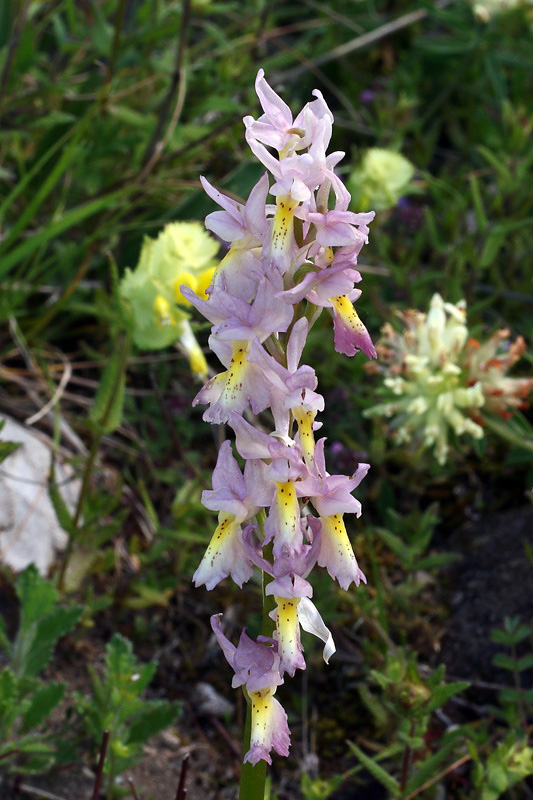 2m-orchis x colemanii.jpg