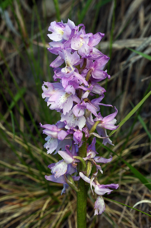 3m-orchis x colemanii.jpg
